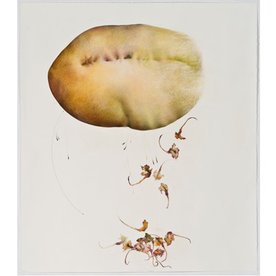Chayote & Seedlings, Cycles I, 48" x 42", mixed media on sanded paper, 2009